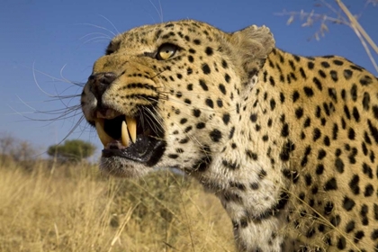 Picture of AFRICA, NAMIBIA LEOPARD SNARLING