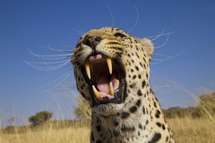 Picture of AFRICA, NAMIBIA LEOPARD SNARLING