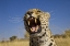 Picture of AFRICA, NAMIBIA LEOPARD SNARLING