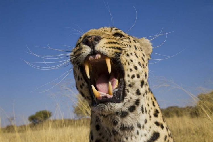 Picture of AFRICA, NAMIBIA LEOPARD SNARLING