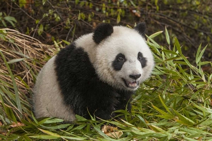 Picture of CHINA, CHENGDU YOUNG GIANT PANDA
