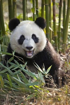 Picture of CHINA, CHENGDU YOUNG GIANT PANDA