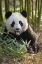 Picture of CHINA, CHENGDU YOUNG GIANT PANDA
