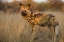Picture of AFRICA, NAMIBIA WILD DOG CLOSE-UP