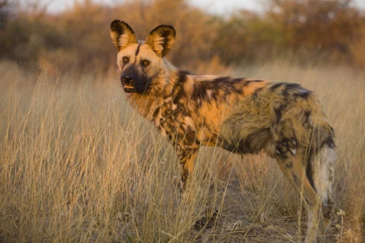 Picture of AFRICA, NAMIBIA WILD DOG CLOSE-UP