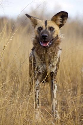 Picture of AFRICA, NAMIBIA WILD DOG CLOSE-UP