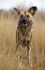 Picture of AFRICA, NAMIBIA WILD DOG CLOSE-UP