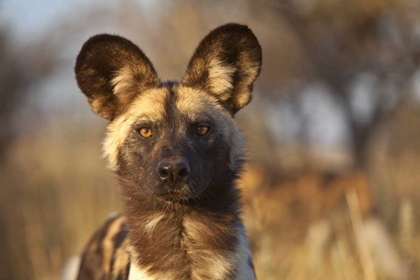 Picture of AFRICA, NAMIBIA WILD DOG PORTRAIT