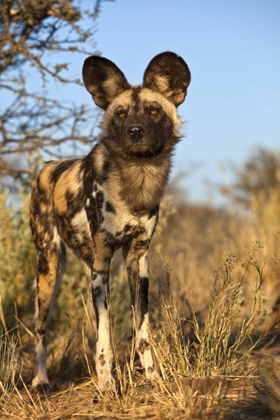 Picture of AFRICA, NAMIBIA WILD DOG CLOSE-UP