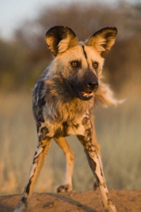 Picture of AFRICA, NAMIBIA WILD DOG CLOSE-UP