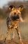 Picture of AFRICA, NAMIBIA WILD DOG CLOSE-UP