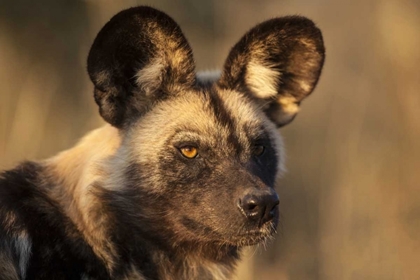 Picture of AFRICA, NAMIBIA WILD DOG PORTRAIT