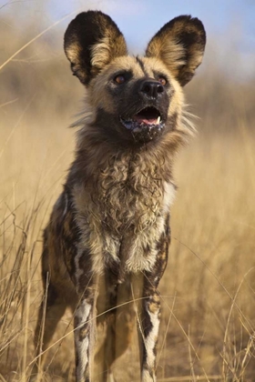 Picture of AFRICA, NAMIBIA WILD DOG CLOSE-UP