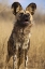 Picture of AFRICA, NAMIBIA WILD DOG CLOSE-UP