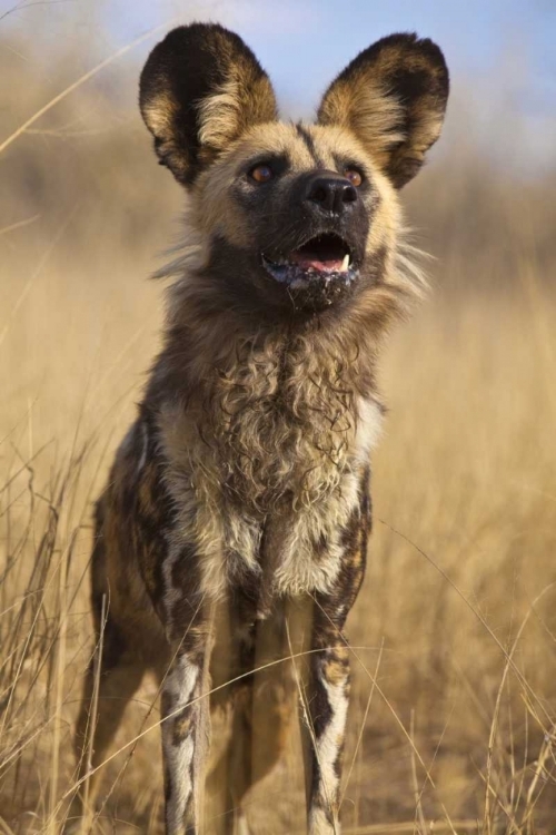 Picture of AFRICA, NAMIBIA WILD DOG CLOSE-UP