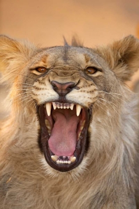 Picture of AFRICA, NAMIBIA MALE LION GROWLING