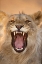 Picture of AFRICA, NAMIBIA MALE LION GROWLING