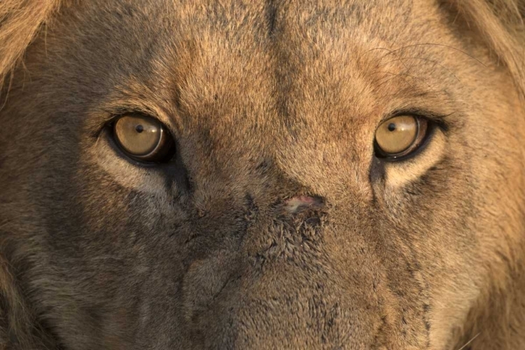 Picture of AFRICA, NAMIBIA MALE LION, NAMIBIA