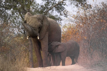 Picture of SOUTH AFRICA, NURSING BABY ELEPHANT
