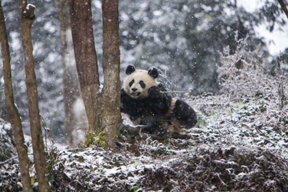 Picture of CHINA BABY GIANT PANDA IN SNOWFALL