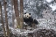 Picture of CHINA BABY GIANT PANDA IN SNOWFALL