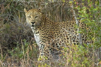 Picture of SOUTH SABI SABI PRIVATE GAME RESERVE