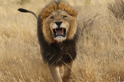 Picture of AFRICA, NAMIBIA AGGRESSIVE MALE LION