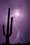 Picture of ARIZONA SAGUARO CACTUS AND LIGHTNING