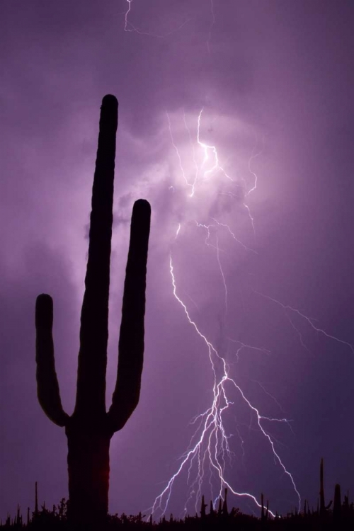 Picture of ARIZONA SAGUARO CACTUS AND LIGHTNING