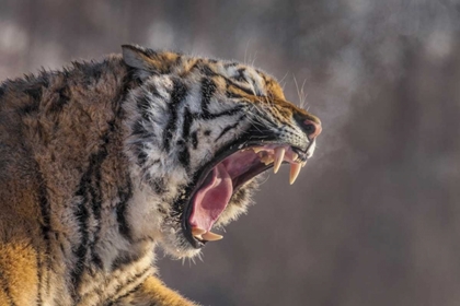Picture of CHINA, HARBIN SIBERIAN TIGER YAWNING