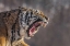 Picture of CHINA, HARBIN SIBERIAN TIGER YAWNING