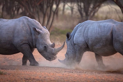 Picture of AFRICA, NAMIBIA WHITE RHINOS FIGHTING