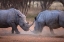 Picture of AFRICA, NAMIBIA WHITE RHINOS FIGHTING