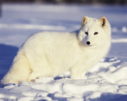 Picture of USA, ALASKA ARCTIC FOX IN WINTER COAT