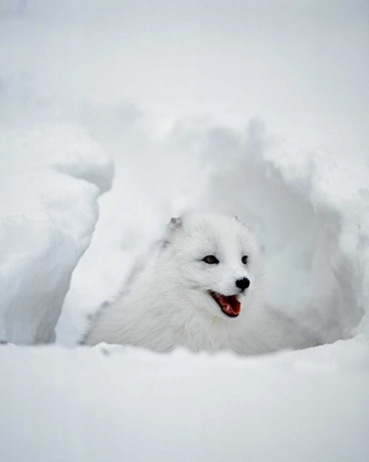 Picture of USA, ALASKA ARCTIC FOX IN WINTER COAT