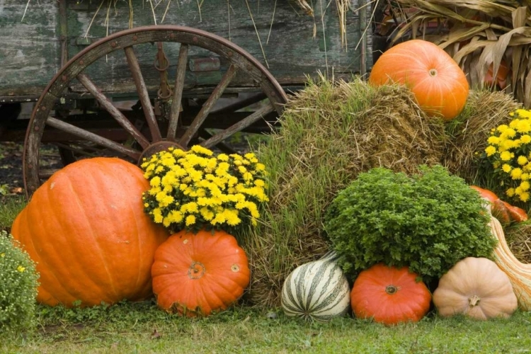 Picture of TENNESSEE, TOWNSEND HALLOWEEN DISPLAY