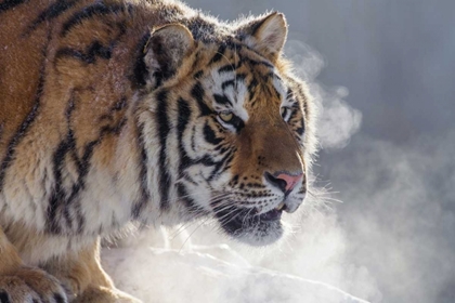 Picture of CHINA, HARBIN SIBERIAN TIGER PORTRAIT