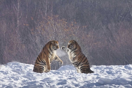 Picture of CHINA, HARBIN SPARING SIBERIAN TIGERS