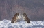 Picture of CHINA, HARBIN SPARING SIBERIAN TIGERS
