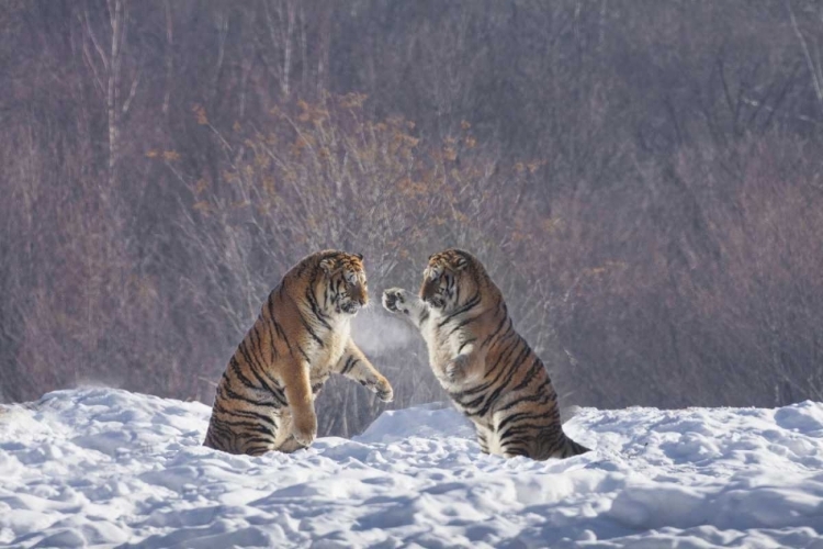 Picture of CHINA, HARBIN SPARING SIBERIAN TIGERS