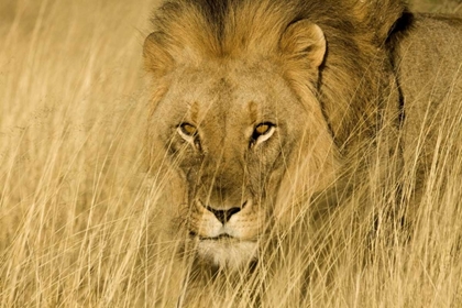 Picture of AFRICA, NAMIBIA MALE LION IN DRY GRASS