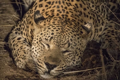 Picture of SOUTH AFRICA, LEOPARD SLEEPING AT NIGHT