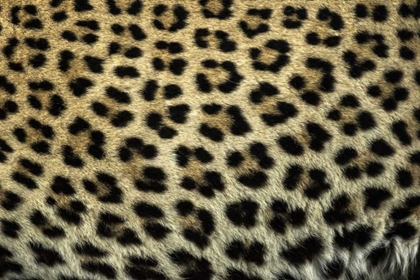 Picture of SOUTH AFRICA CLOSE UP OF LEOPARD SPOTS