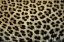 Picture of SOUTH AFRICA CLOSE UP OF LEOPARD SPOTS