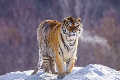Picture of CHINA, HARBIN SIBERIAN TIGER IN WINTER