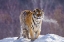 Picture of CHINA, HARBIN SIBERIAN TIGER IN WINTER
