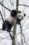 Picture of CHINA, CHENGDU BABY GIANT PANDA IN TREE