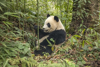 Picture of CHINA, CHENGDU YOUNG GIANT PANDA EATING