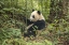 Picture of CHINA, CHENGDU YOUNG GIANT PANDA EATING