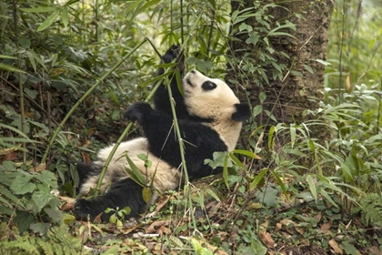 Picture of CHINA, CHENGDU YOUNG GIANT PANDA EATING